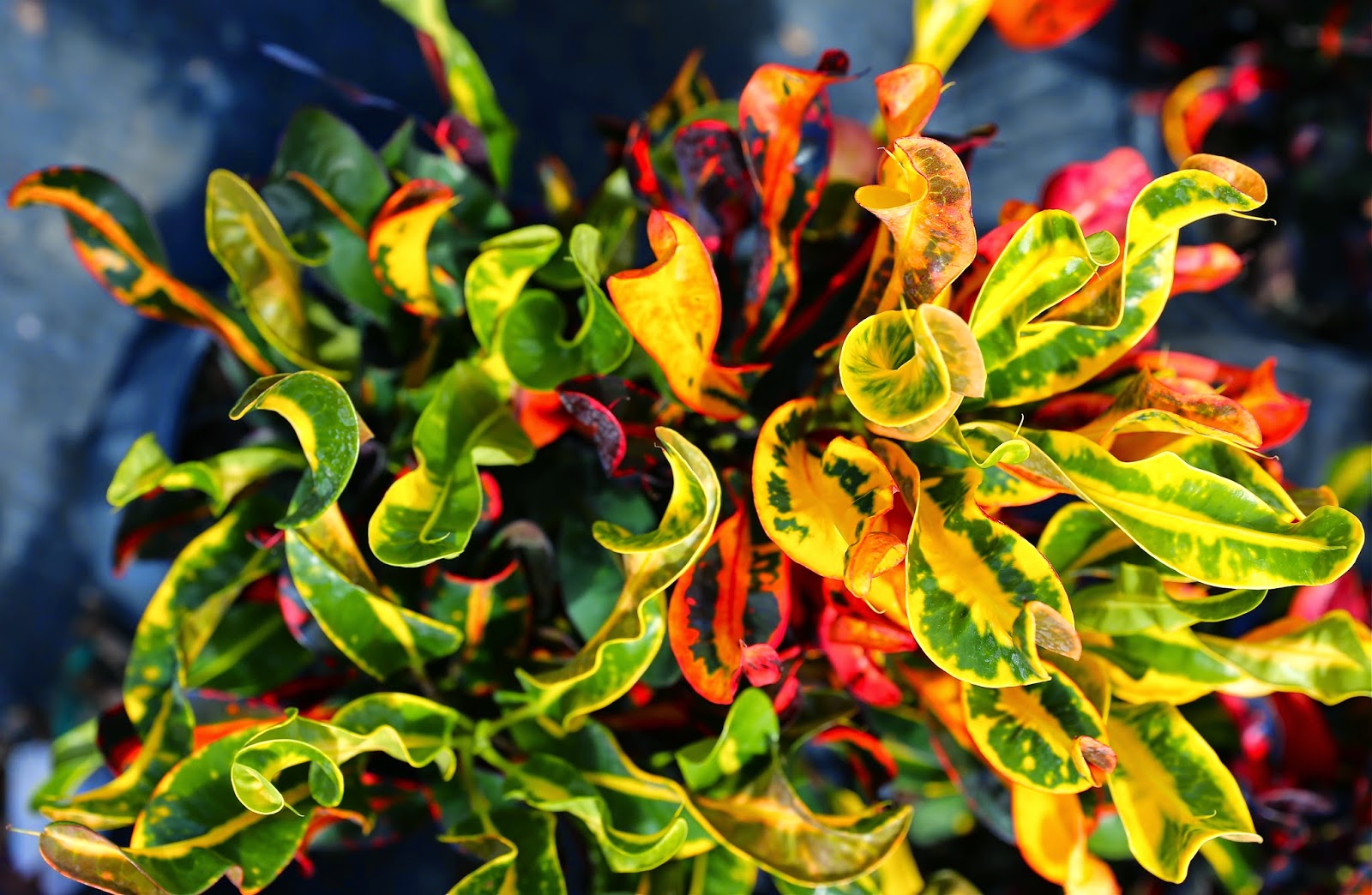 Sweet Southern Days Tropical South Florida