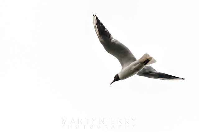 Black headed gull flies above with a pure white background