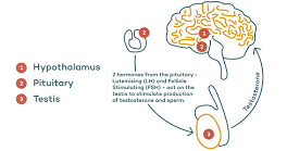 Do urologists treat low testosterone image