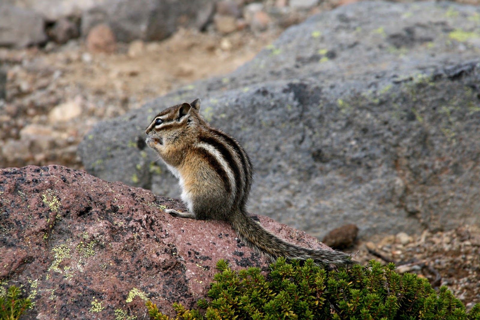 Finding the extraordinary in the ordinary Summer at Mount Rainier