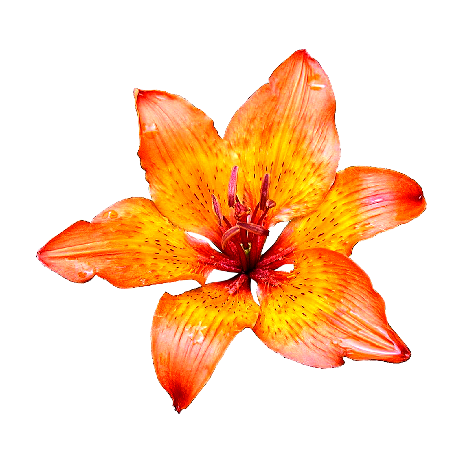 0 Result Images of Spider Lily Transparent Png - PNG Image Collection