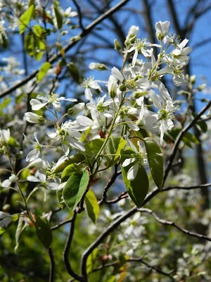 Serviceberry Amelanchier arborea flowers by garden muses-not another Toronto gardening blog