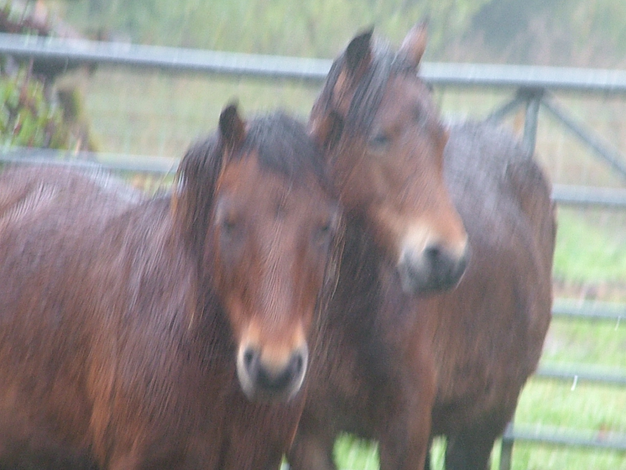 Dartmoor Pony Training Centre Rehoming Blog October 2012