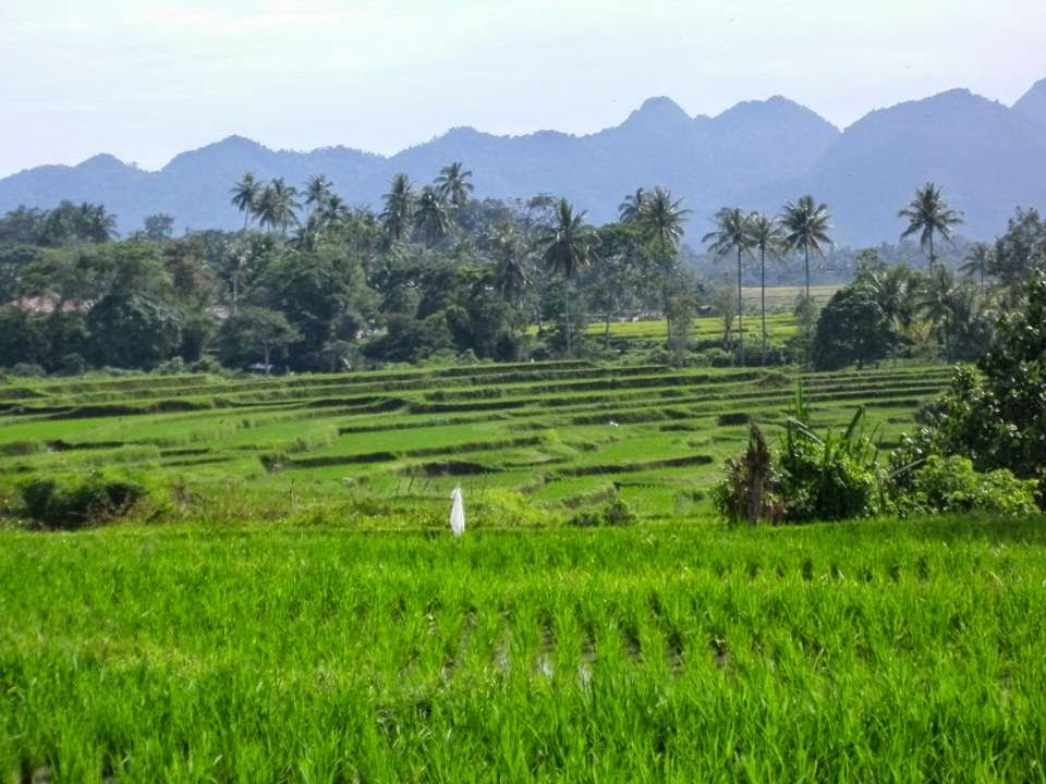 ekosistem sawah 6b ekosistem sawah 6b