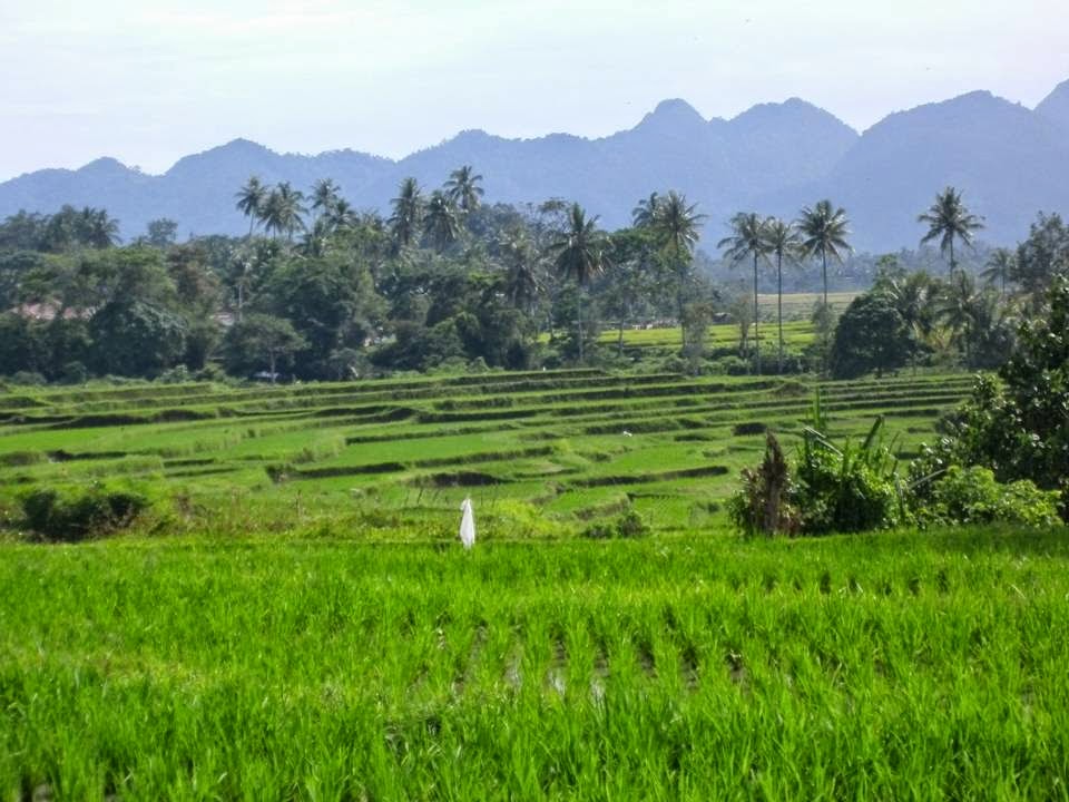  ekosistem  sawah  6b