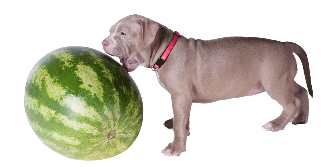 Can Dogs Eat Watermelon? Is Watermelon Safe For Dogs?