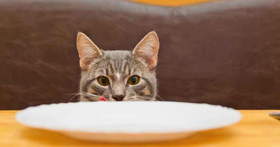 Cara Meningkatkan Nafsu Makan Kucing