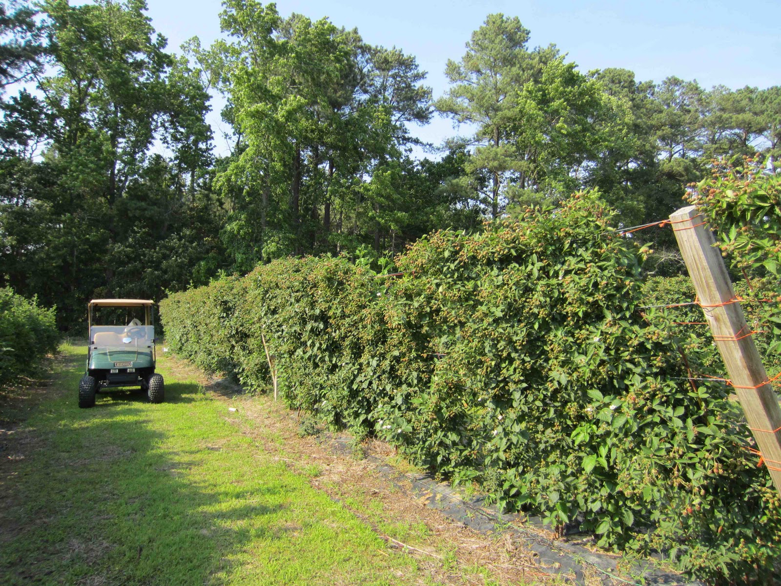 Team Rubus Blackberries on a shift trellis