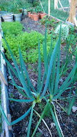 Two onion plants with a patch of carrots behind.