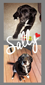 Sally, our black lab border collie