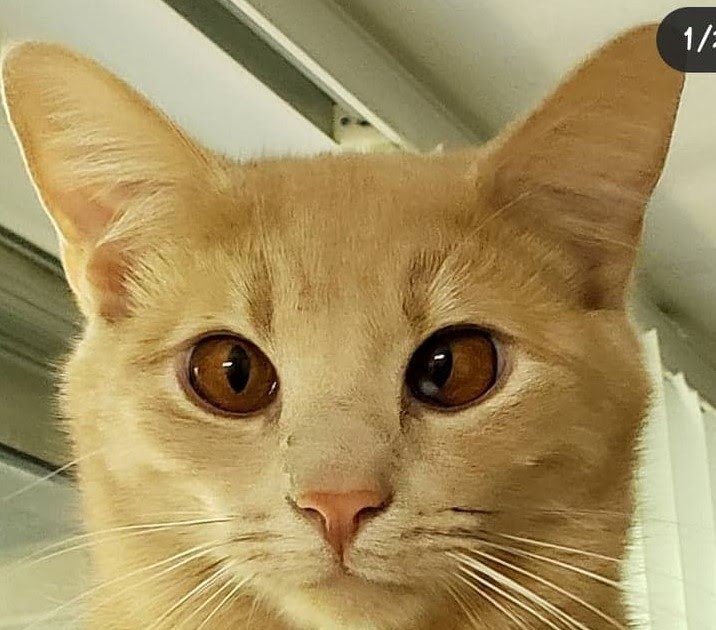 hand eye crafts Random Thought Generator