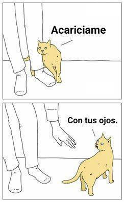 acariciame con tus ojos meme de gatos