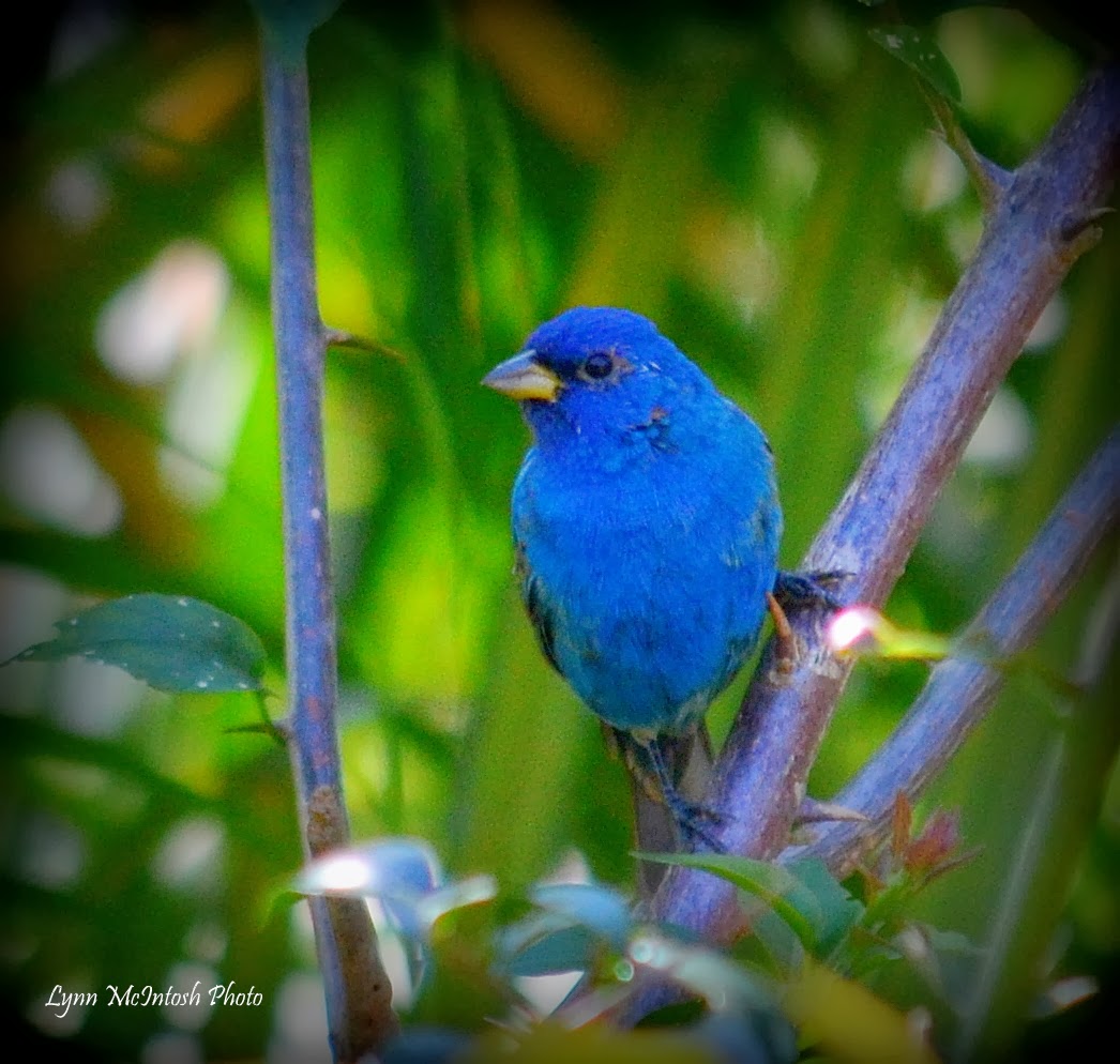 Indigo Bunting