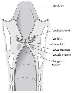 Emergency Tracheostomy anatomy