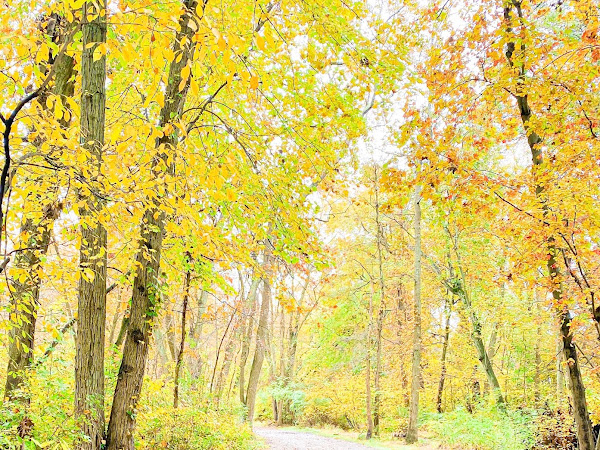 Fall 2020 Foliage — Hiking Long Island