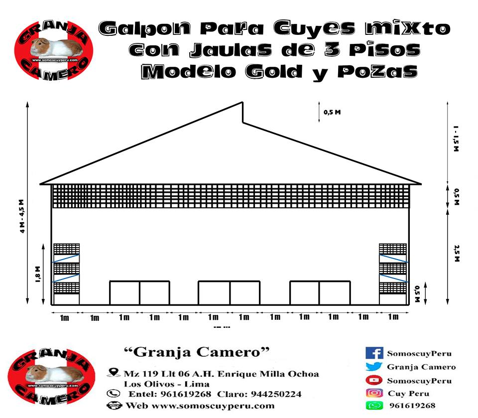 Galpones Para Crianza De Cuyes Cuyes Somos Cuy Peru Jaula para cuyes de un solo piso jaula con division en el medio jaula con malla plastificada soldada y galvanizada en el piso para proteger los pies de los animales. galpones para crianza de cuyes cuyes