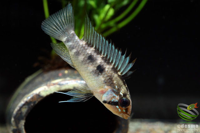 Apistogramma arua