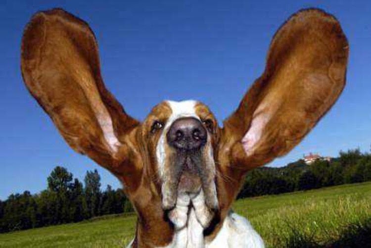 The Kennel Club How to Identify Canine Ear Conditions and Clean Your