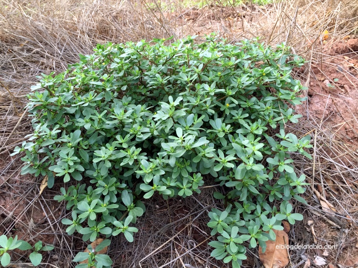 portulaca oleracea verdolaga en el campo