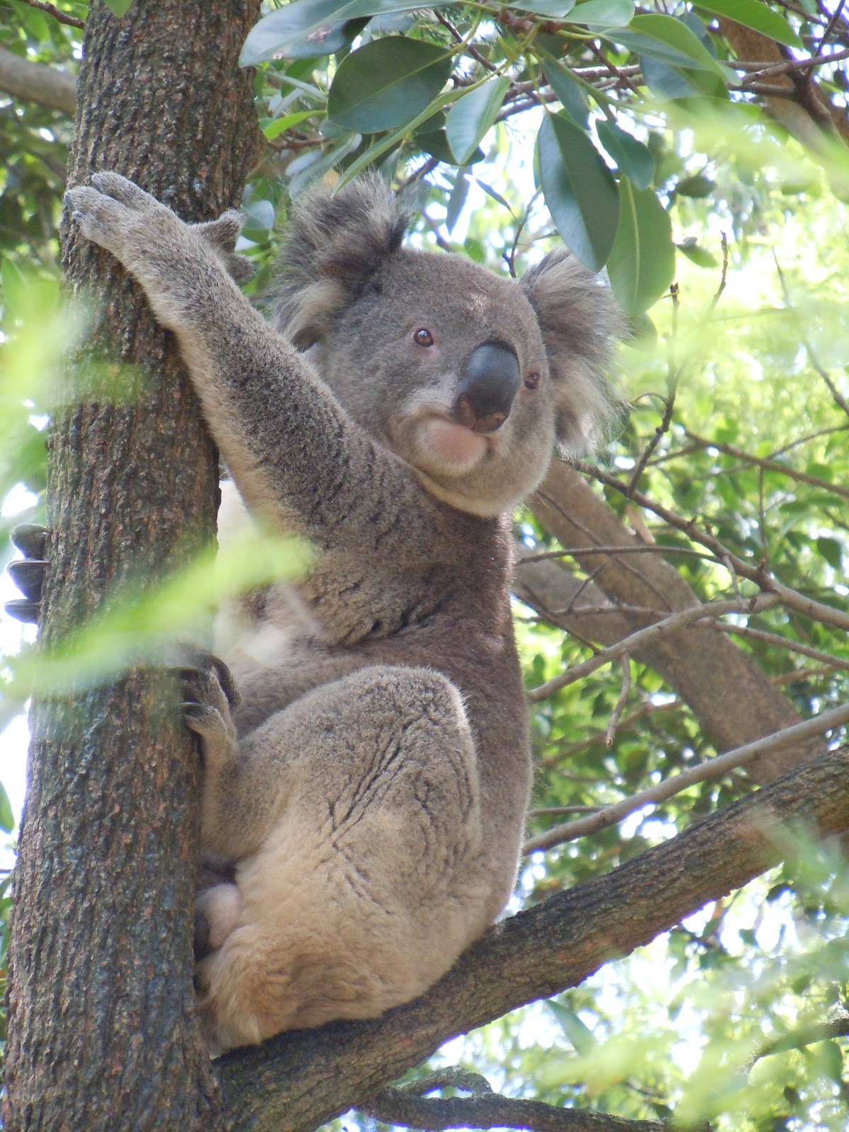 Adventures in Australia Koalas, Wallabies, and Kangaroos