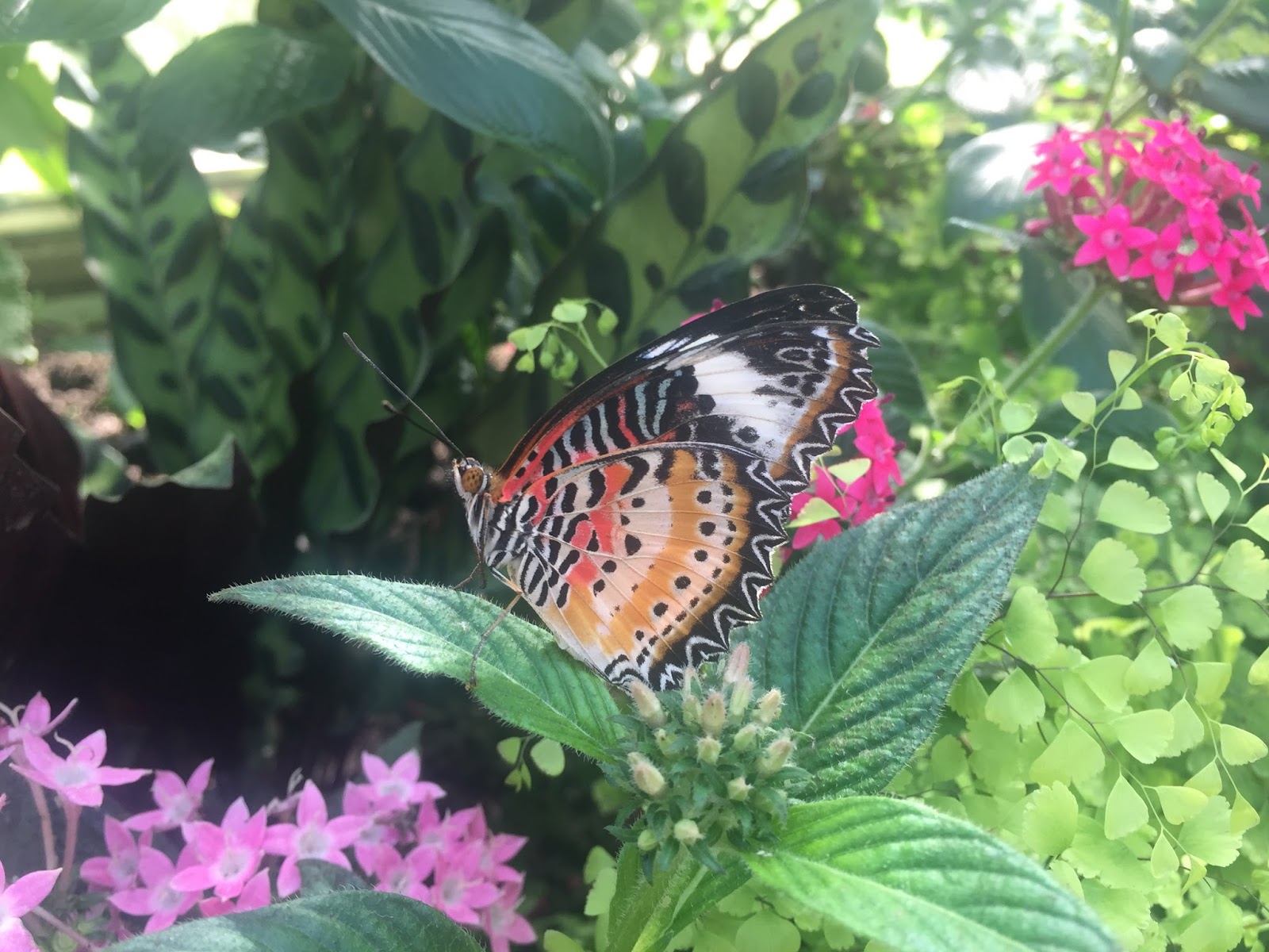The Horniman Museum Butterfly House The Ark In Space