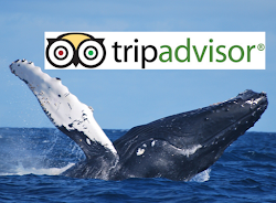 Tripadvisor page