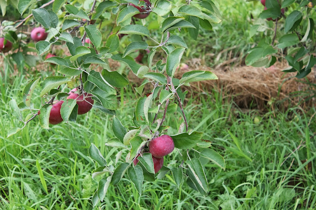 Apples at Drew Farm