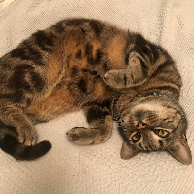 A brown tabby cat with his head upside-down