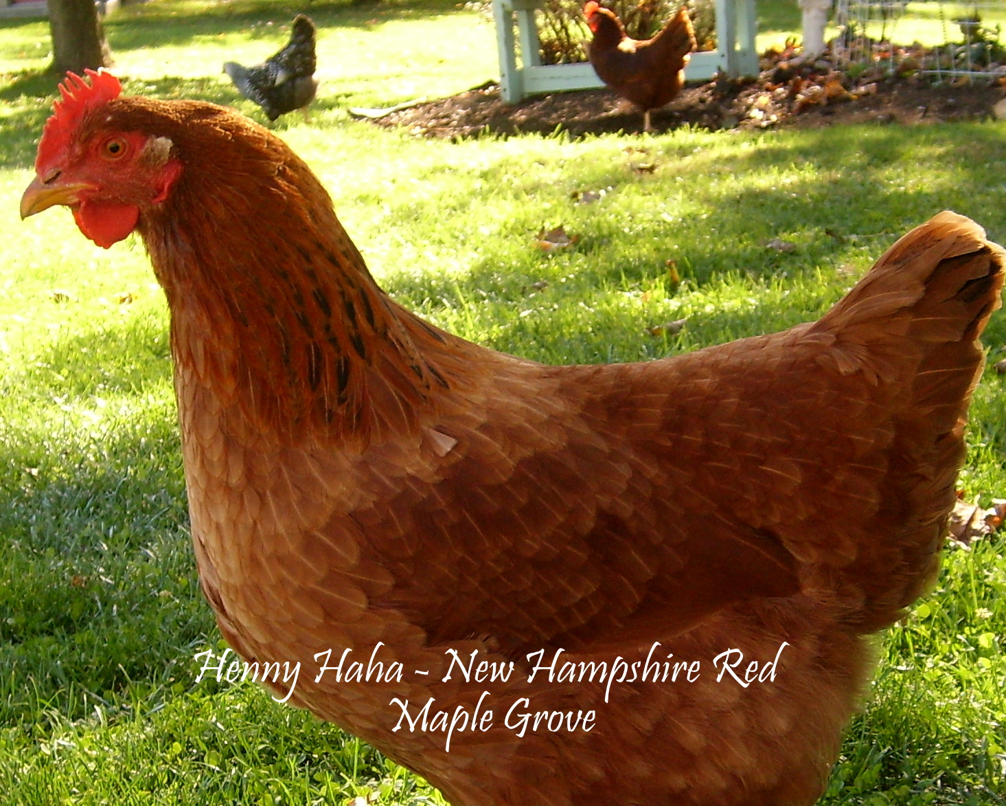Maple Grove Egg Laying Breakthrough