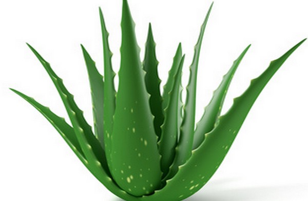 Aloe Vera For Stop Hair Loss and Regrow Hair Naturally Home Remedies