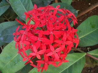 red ixora flower blooms