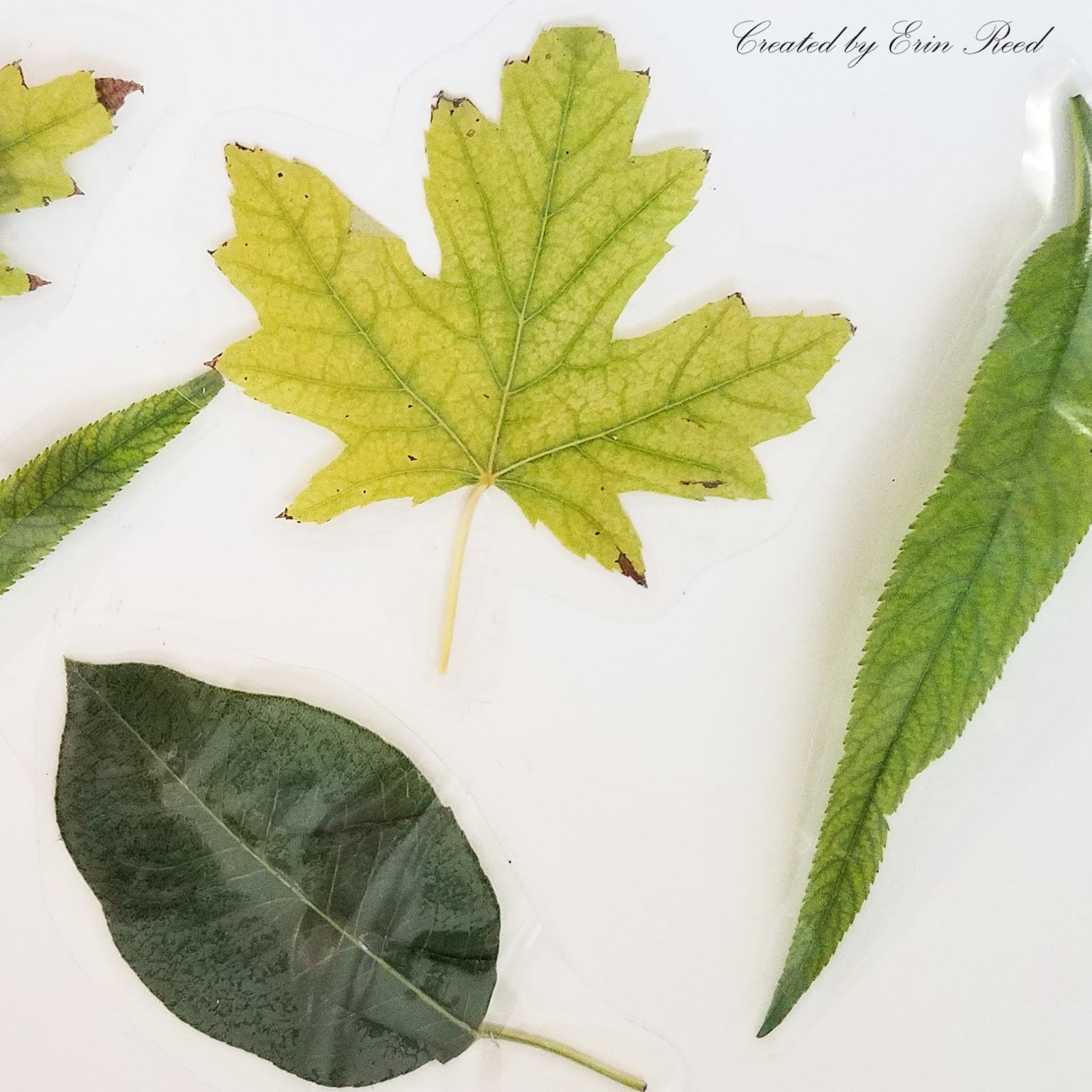 Erin Reed Makes 4 Fun Ways to Use Laminated Leaves