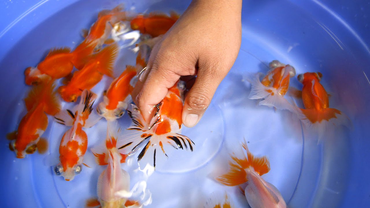 butterfly telescope goldfish price butterfly telescope goldfish price