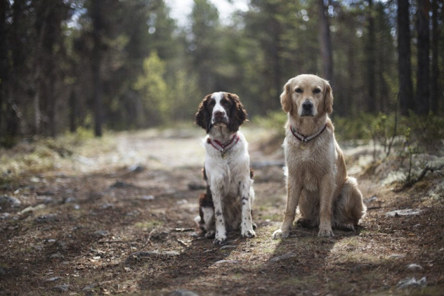 Best Dog Breeds for Hiking