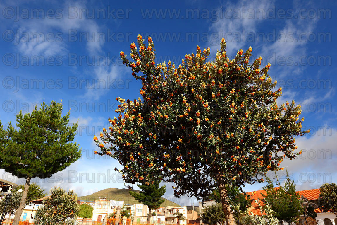 PLAAN Quisuar Buddleja coriacea