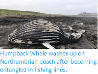 https://sciencythoughts.blogspot.com/2019/09/humpback-whale-washes-up-on.html