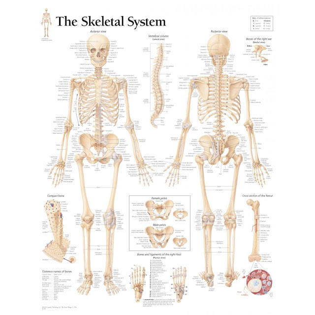 Skeletal Diagram