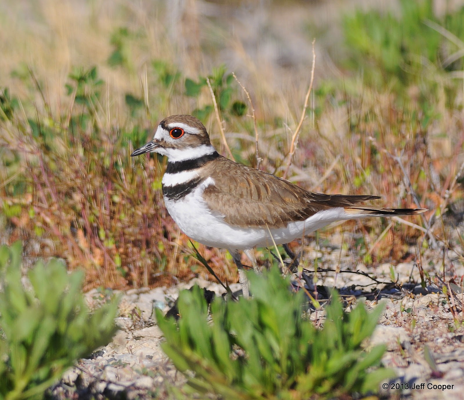 NeoVista Birds and Wildlife Killdeer Eggs, Chicks and Osprey Nest Building