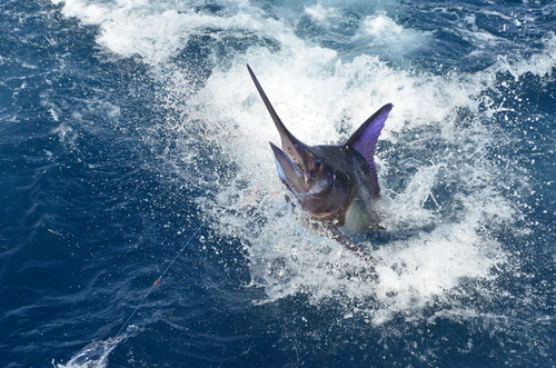 Capt. Stan's Deep Sea Chronicles: All About the Blue Marlin