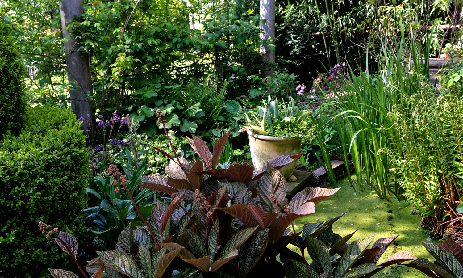 mein garten im mai purpurgarden