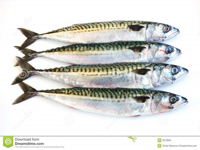 Gambar Ikan Tenggiri