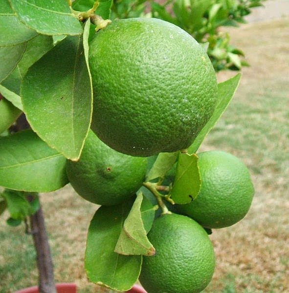 What are the Health Benefits Fruit Lime For Antioxidant and Anti Cancer Health Benefits of Fruit