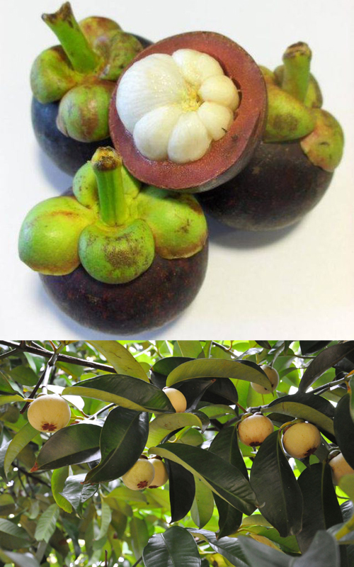 How to Grow a Healthy Mangosteen, Growing Mangosteen From Seed