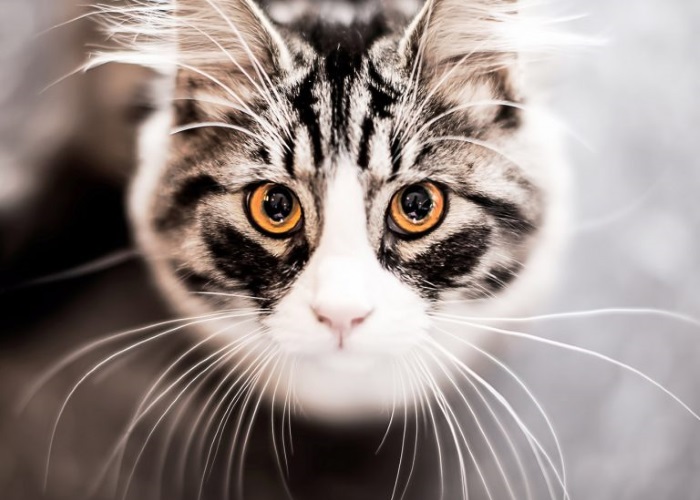 Необычные Звуки Издаваемые Людьми