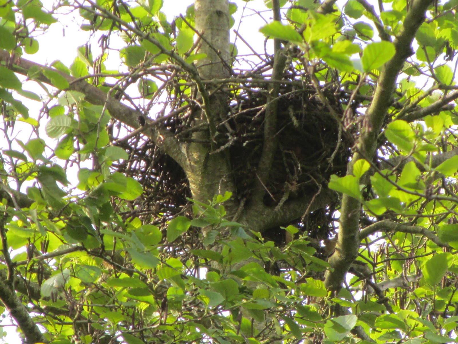 Jan Wilde een Tuin KRAAIEN