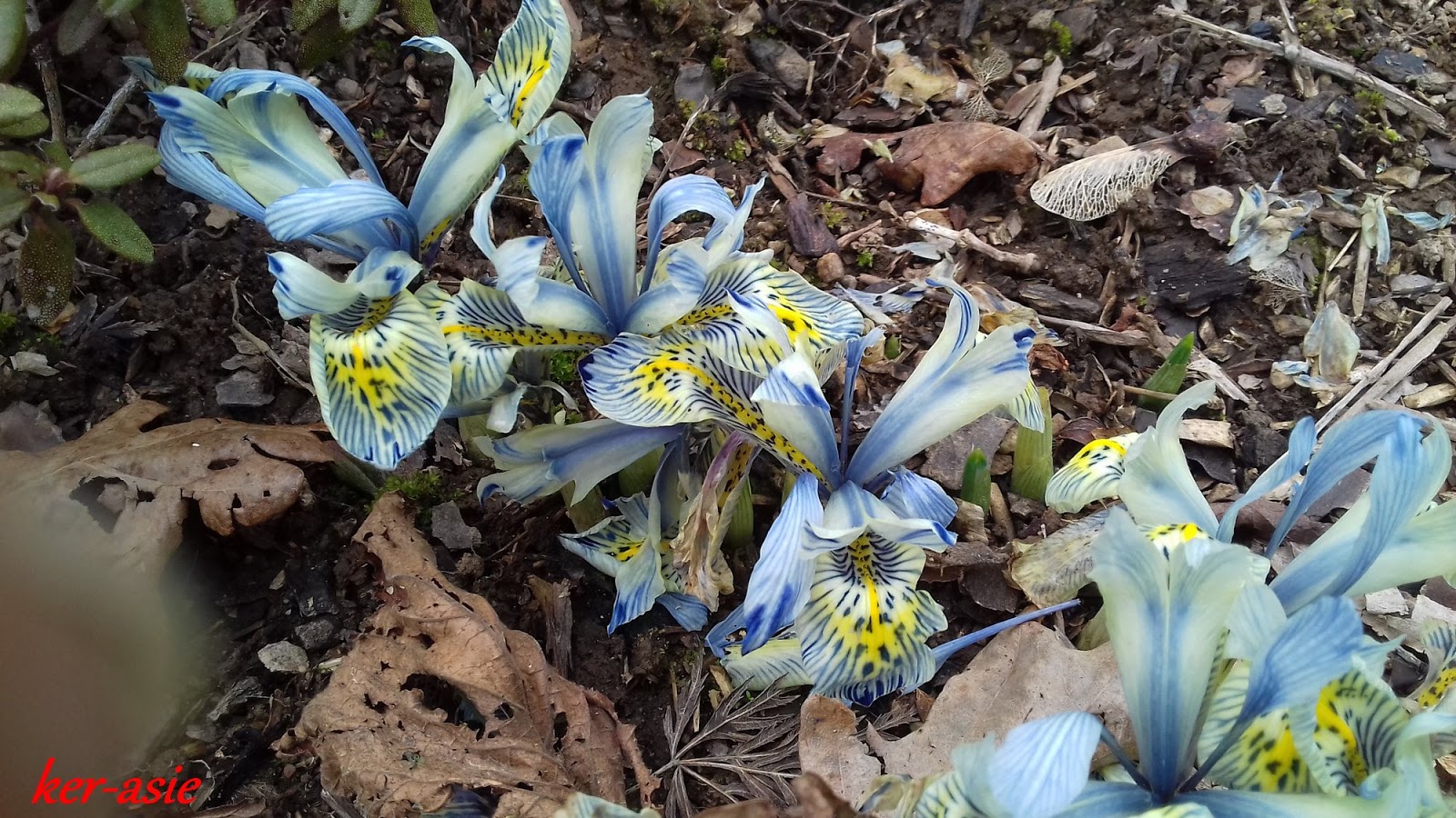 Ker Asie Un Jardin Du Morbihan Mai 2017