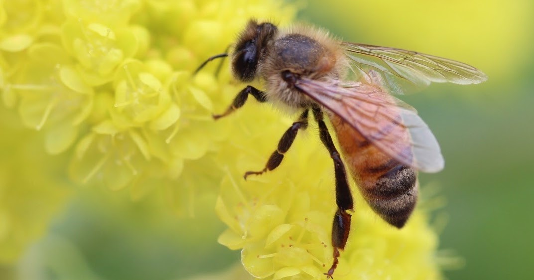 COHorts Where Do Bees Go in the Winter?