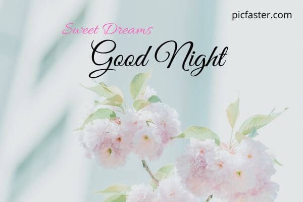 top beautiful good night images with flowers download whatsapp dp status pics picfaster good night images with flowers download