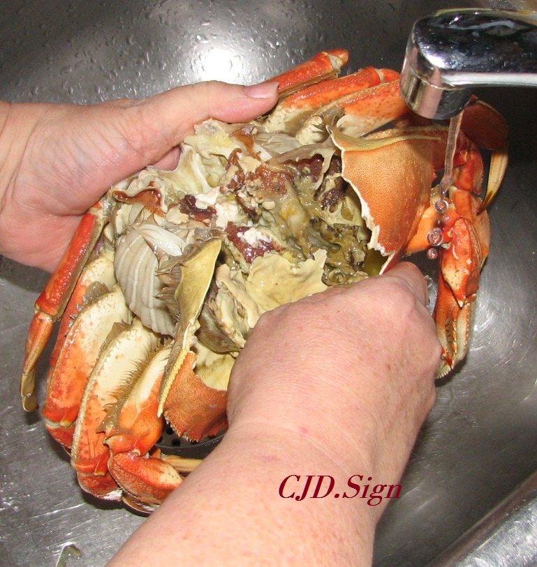 How To Eat A Dungeness Crab Illustrated Tutorial