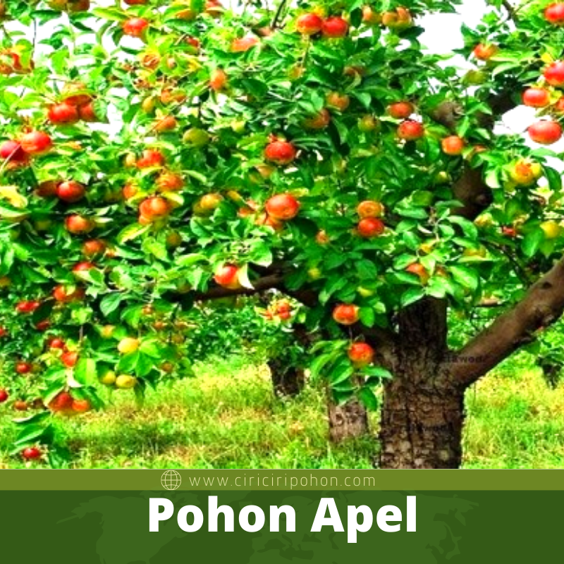 Pohon Apel